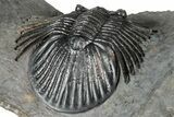 Rare Platyscutellum Massai Trilobite - Morocco #355772-5